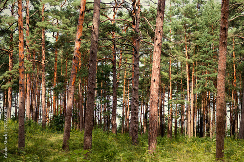 Deep pine forest.  Nature and wilderness concept. Tree background. Wood pattern. Wild forest concept. photo