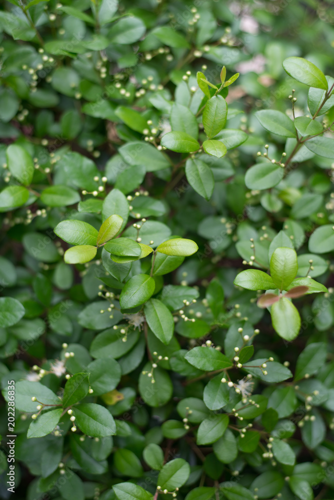 Simpson's Stopper or Twinberry Florida native blooming shrub plant wild and used for landscaping. Myrcianthes fragrans