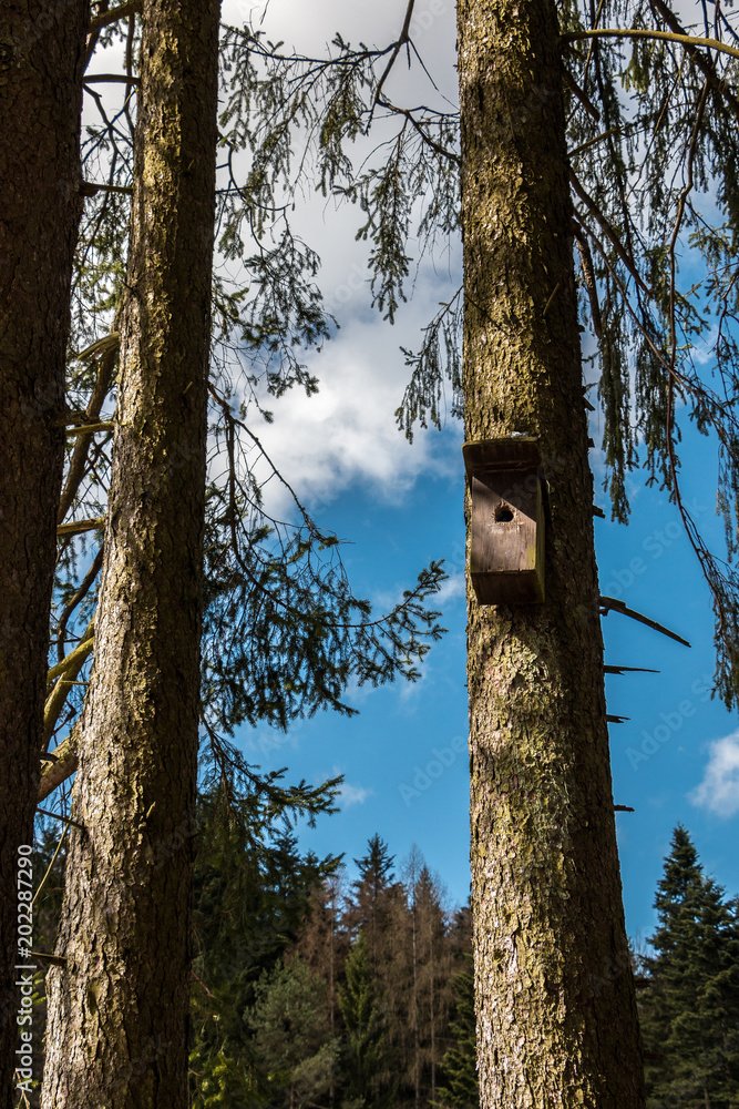 Fototapeta premium Little bird table on an old mossy tree