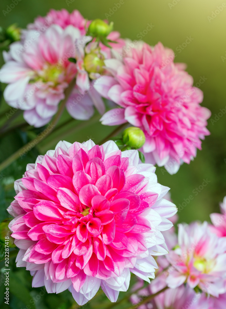 Pink dahlia flowers background.
