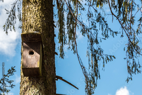 Little bird table on an old mossy tree © Hacki Hackisan