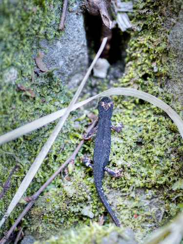 Spectacled salamander in habitat. Salamandrina terdigitata. photo