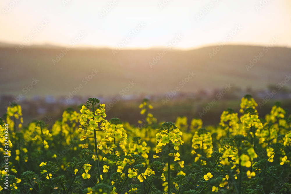 Obraz premium Blooming rapeseed plants during sunset