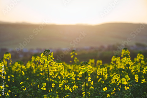 Blooming rapeseed plants during sunset