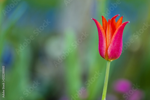 Blooming tulip flower in the spring garden. © iMarzi
