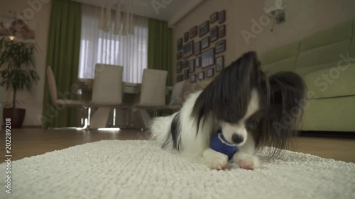 Wallpaper Mural Dog Papillon playing with a ball on a rug in living room stock footage video Torontodigital.ca