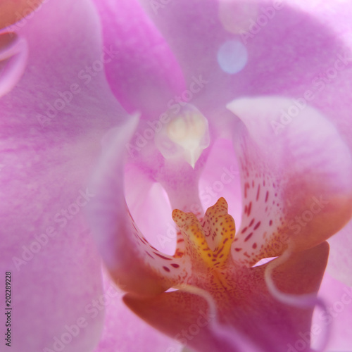 pink flower macro photography