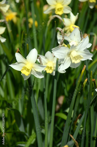 Group of white daffodils in a flowerbed.