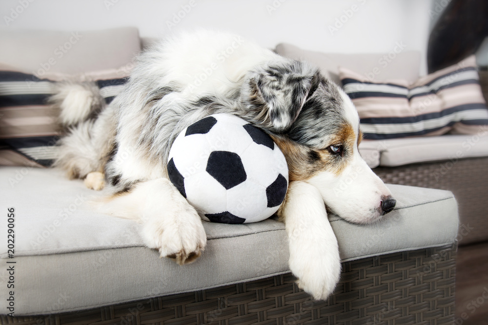 Fototapeta premium Ein Australian Shepherd liegt auf einem grauen Sofa mit einem Fußball zwischen den Pfoten und den Kopf traurig gelangweit zur Seite abgelegt