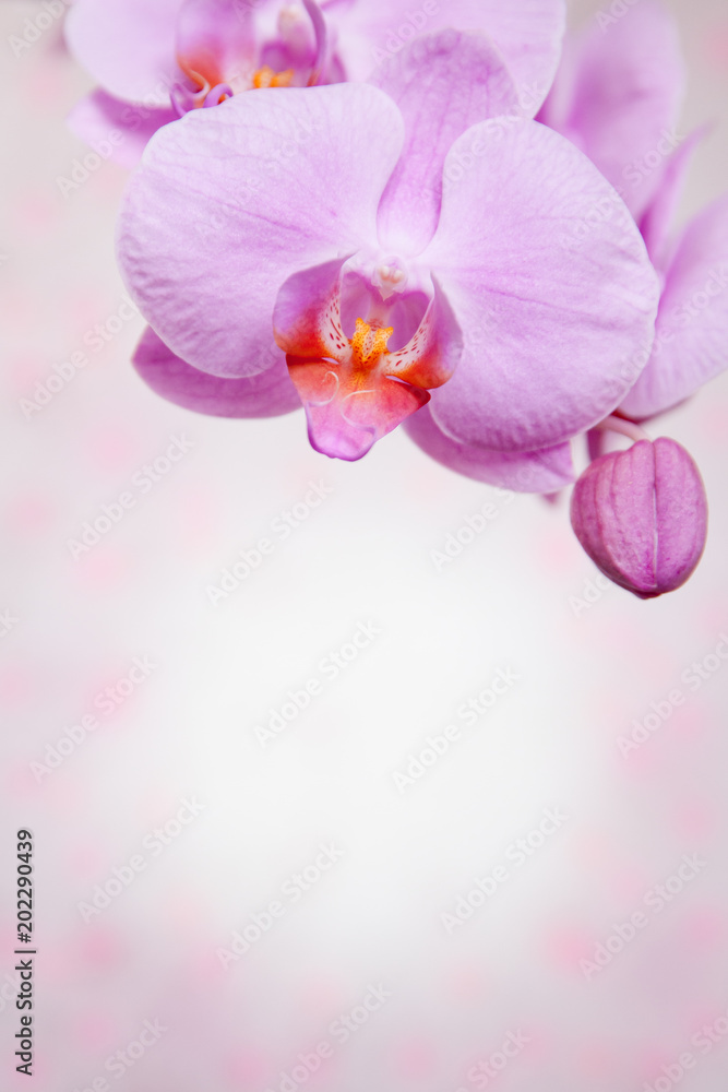 Fototapeta premium background with pink flower