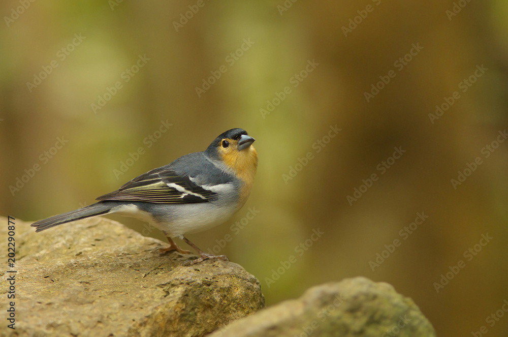 Detailed view of a color subspecies of a chaffinch living in the Canary Islands Detailed view of a color subspecies of a chaffinch living in the Canary Islands