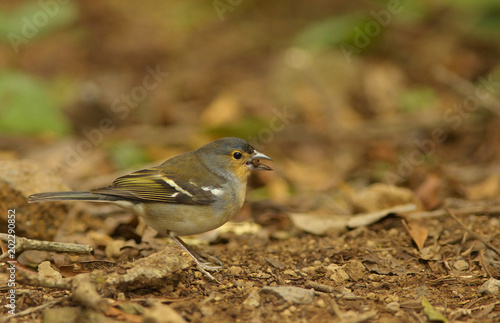 Detailed view of a color subspecies of a chaffinch living in the Canary Islands © Tulda