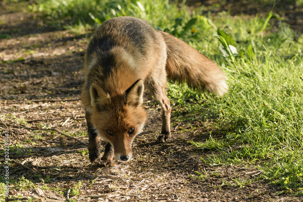 ein Rotfuchs sucht auf einem Waldweg nach Futter ein Rotfuchs sucht auf einem Waldweg nach Futter