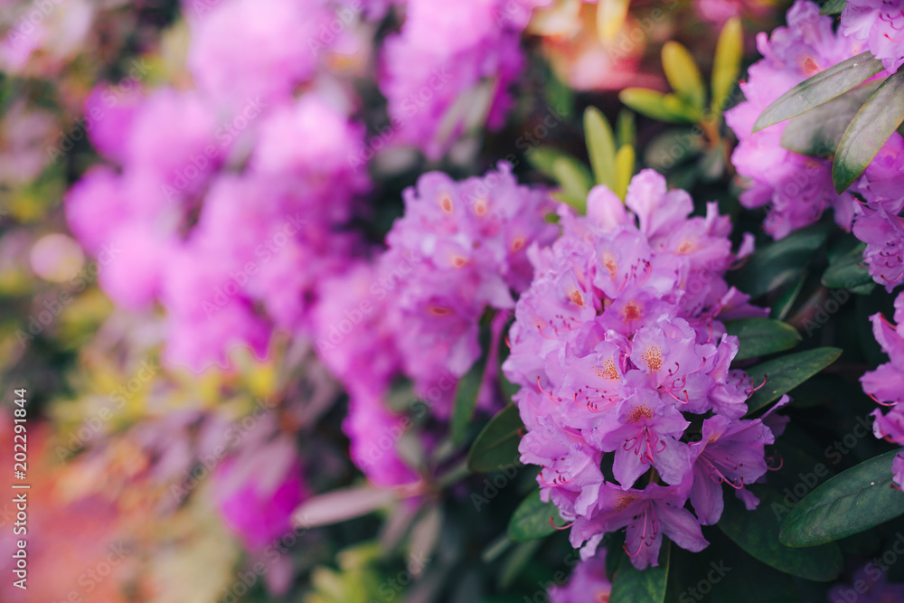 Lilac branch in a glass. Lilac flowers. Lilac bouquet. Beautiful lilac background Lilac branch in a glass. Lilac flowers. Lilac bouquet. Beautiful lilac background