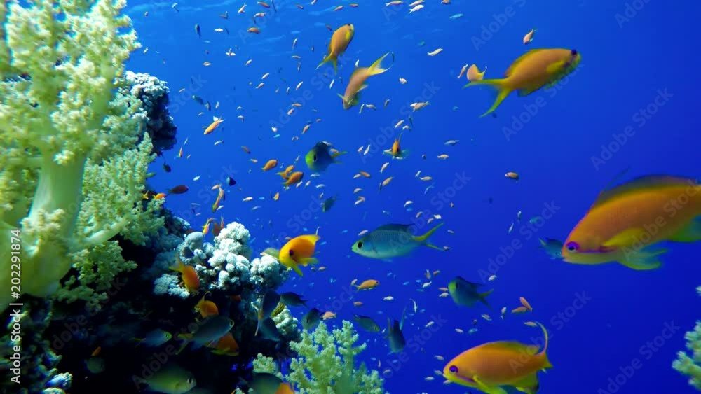 Coral reef, tropical fish. Warm ocean and clear water. Underwater world. Coral reef, tropical fish. Warm ocean and clear water. Underwater world.