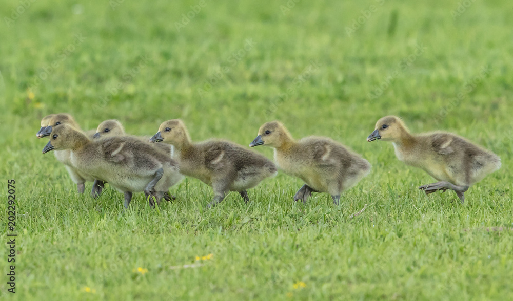 gänsemarsch gänsemarsch