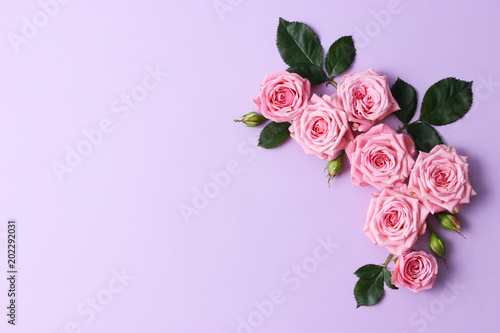 beautiful composition of roses on a pastel background with space for text insertion. minimalism, design, idea. 