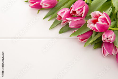 Pink tulip isolated. © Swetlana Wall