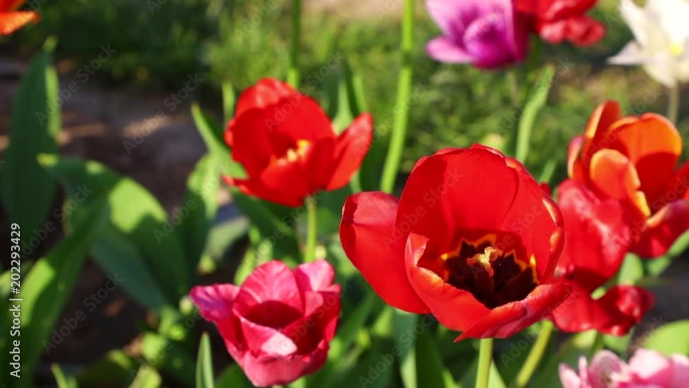 Detail of red tulips on a field waving in the wind Detail of red tulips on a field waving in the wind