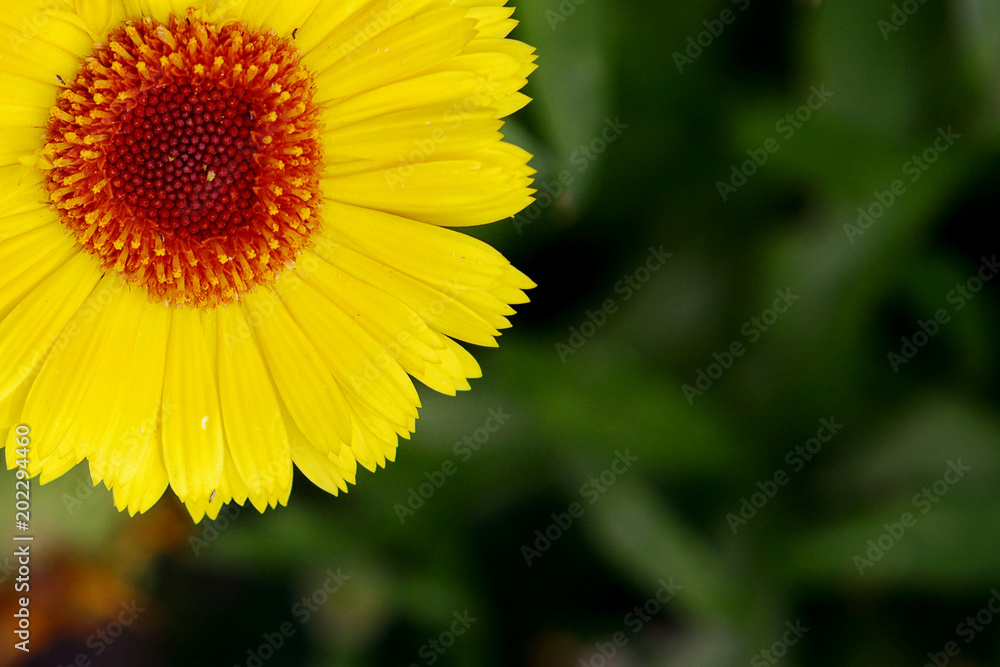 Obraz premium Flowers of yellow calendula in the garden on a summer day top view close-up.Garden flowers.