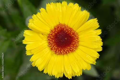 Flowers of yellow calendula in the garden on a summer day top view close-up.Garden flowers.