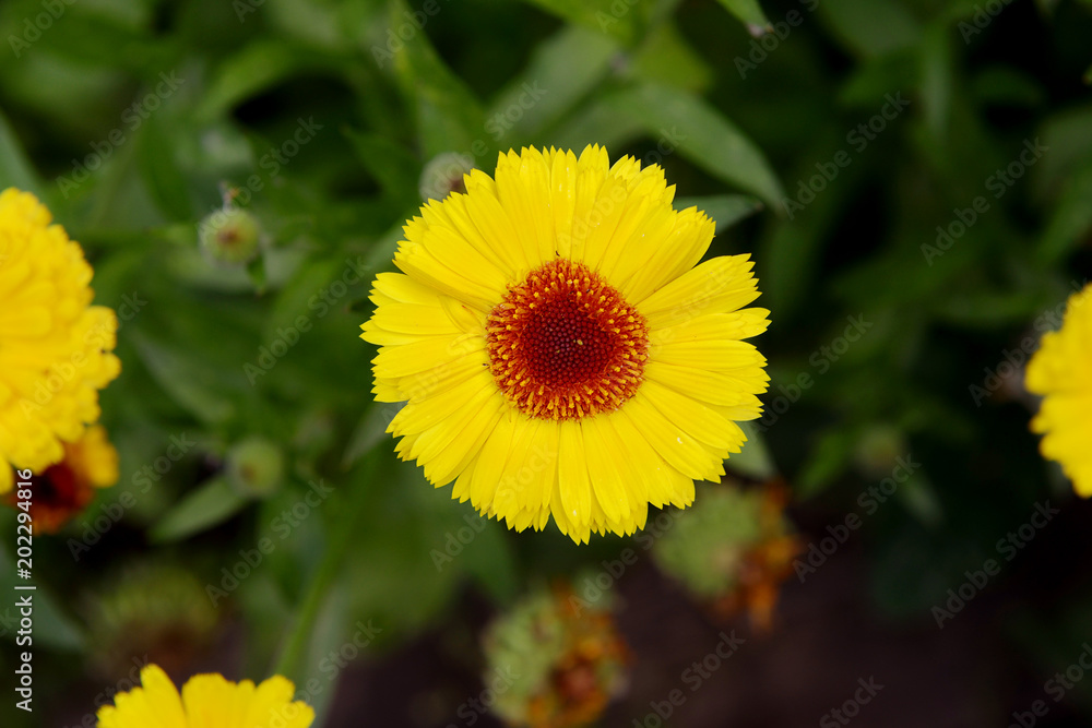 Flowers of yellow calendula in the garden on a summer day top view close-up.Garden flowers. Flowers of yellow calendula in the garden on a summer day top view close-up.Garden flowers.