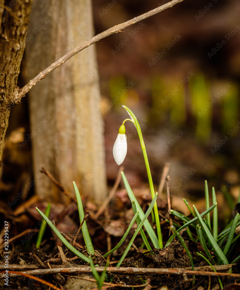 Snowdrop Snowdrop