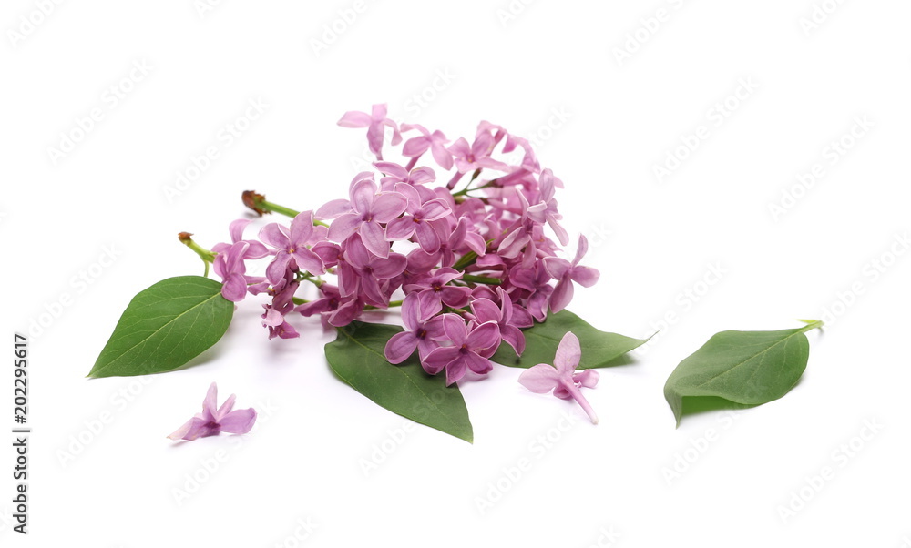 Purple lilac isolated on white background Purple lilac isolated on white background