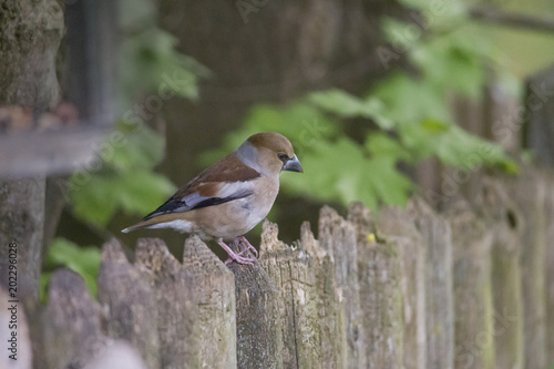 A grosbeak sits on a fence