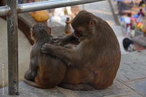 Lousing monkeys at Swayambhunath Stupa, Kathmandu, Nepal photo