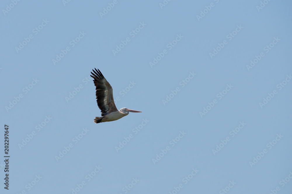 Obraz premium Flying spot billed pelican or grey pelican in Thailand