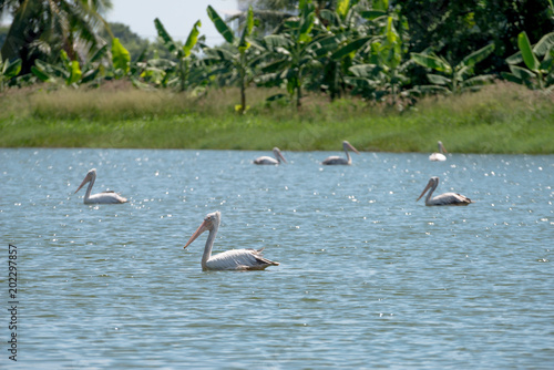spot billed pelican or grey pelican in Thailand © joesayhello