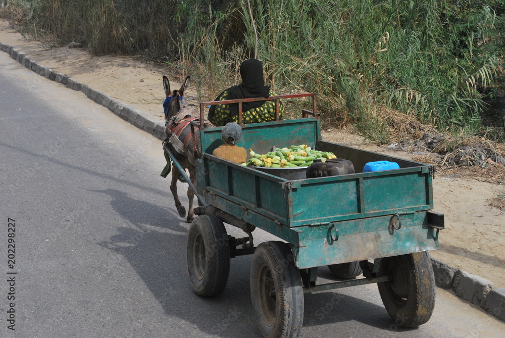 Obraz premium Kairo Transportation