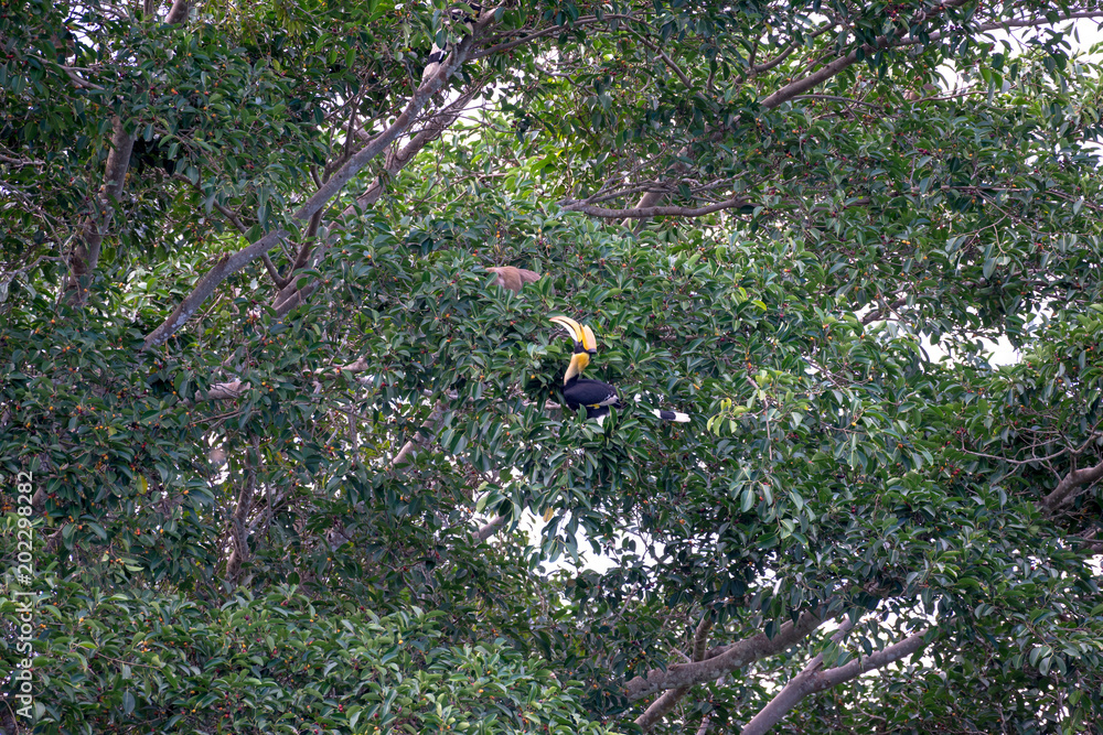 Great hornbill at Khao Yai national park, THAILAND Great hornbill at Khao Yai national park, THAILAND