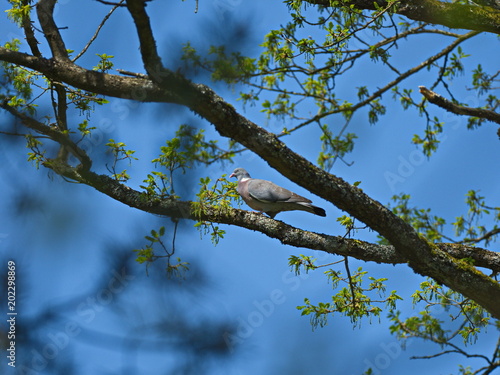 Ringeltaube pickt Eichenblätter - Wood pigeon pecks oak leaves