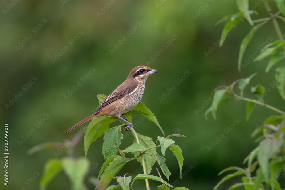 Brown shrike Brown shrike