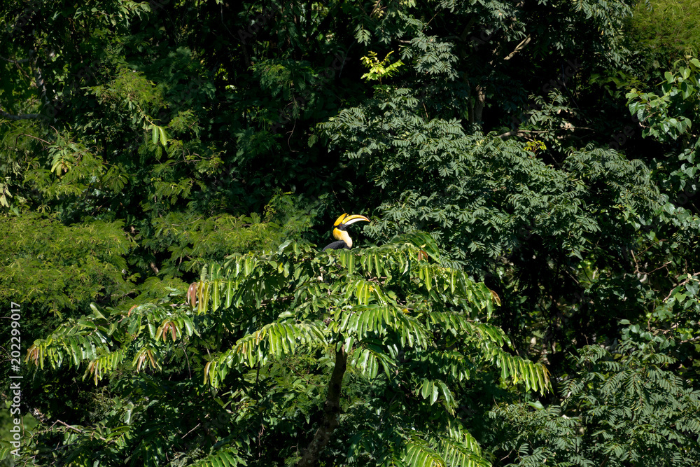 Great hornbill at Khao Yai national park, THAILAND Great hornbill at Khao Yai national park, THAILAND