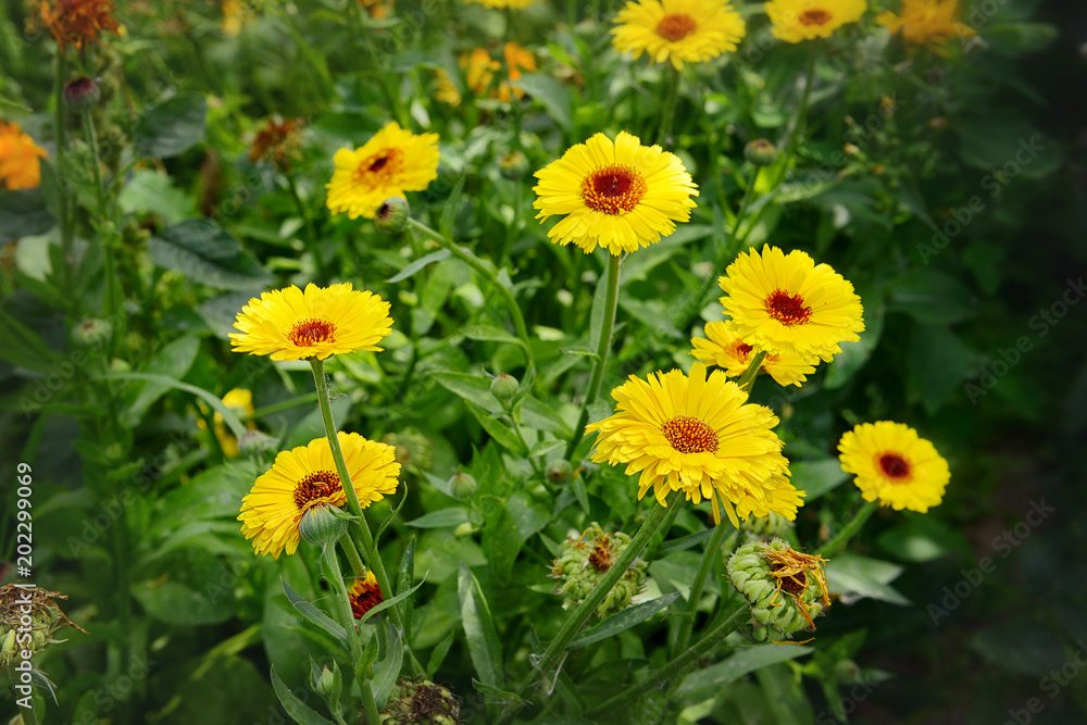 A calendula of yellow color grows in the garden on a summer day.Garden flowers. A calendula of yellow color grows in the garden on a summer day.Garden flowers.