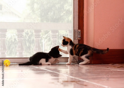 small cute 5 week old colorful shorthaired kitten playing inside on tiled floor, Thailand
