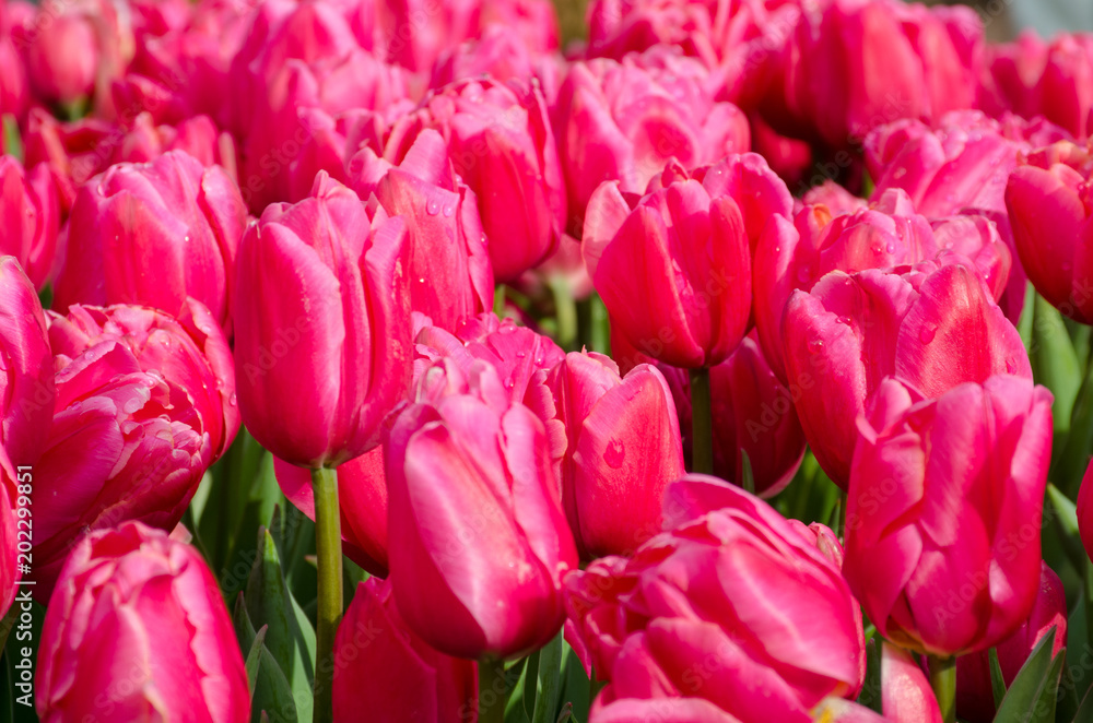 Large Group of Pink Tulips Large Group of Pink Tulips