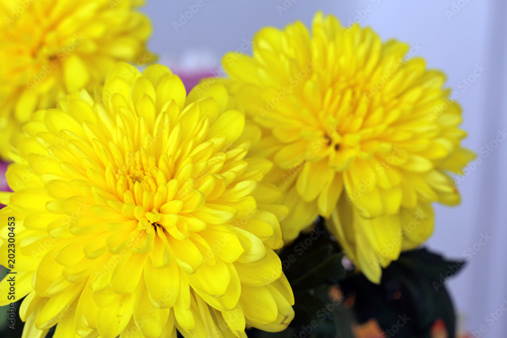 Three yellow chrysanthemums on a light background. Three yellow chrysanthemums on a light background.