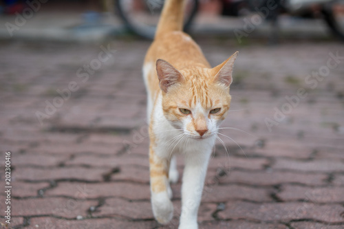 a cute male cat sitting, lay down and walking on red brick. © SafwanAbdRahman