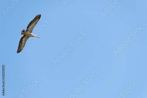 Flying spot billed pelican or grey pelican in Thailand