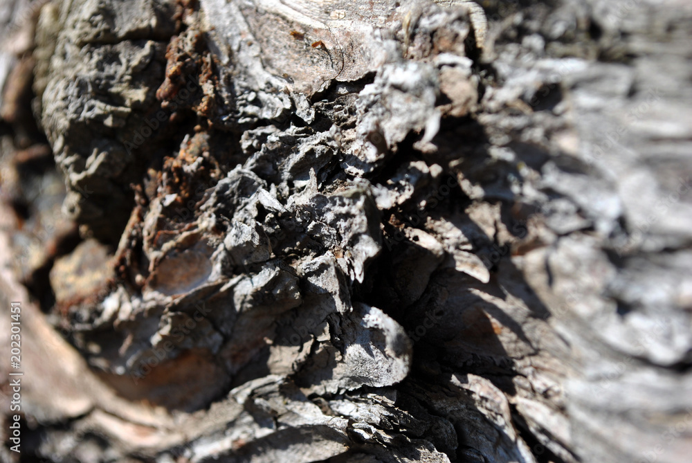 Tree dilapidated texture close up, horizontal background Tree dilapidated texture close up, horizontal background