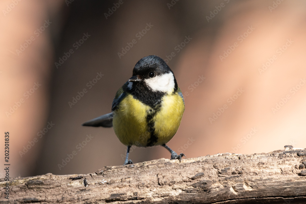 Fototapeta premium Close up of a great tit in spring sunshine