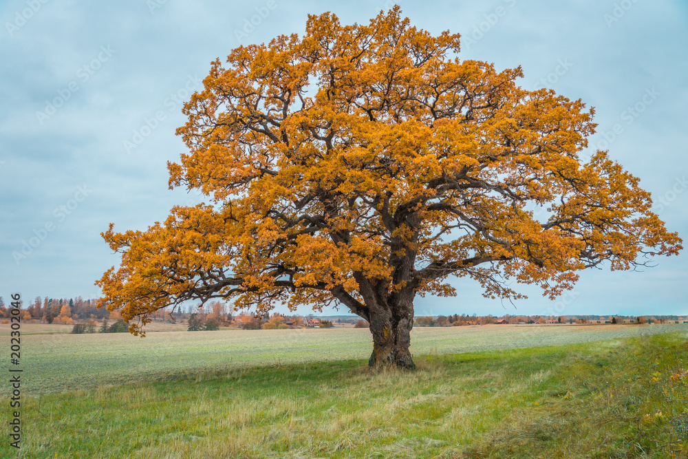 Knotty old oak tree in autumn colors