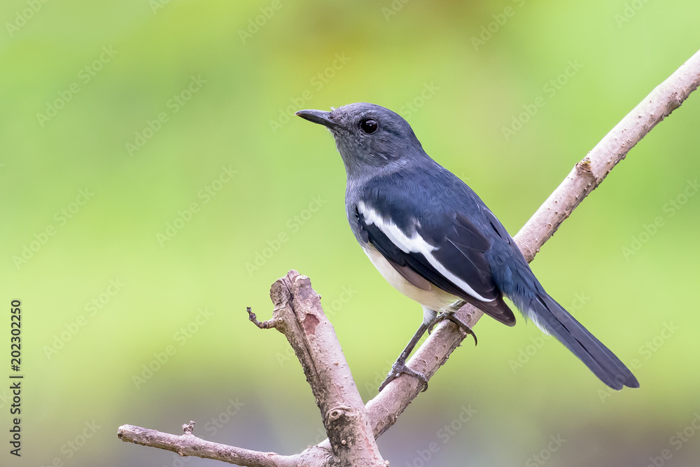 Oriental magpie robin Oriental magpie robin