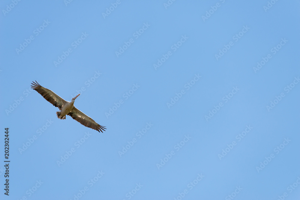 Flying spot billed pelican or grey pelican in Thailand Flying spot billed pelican or grey pelican in Thailand