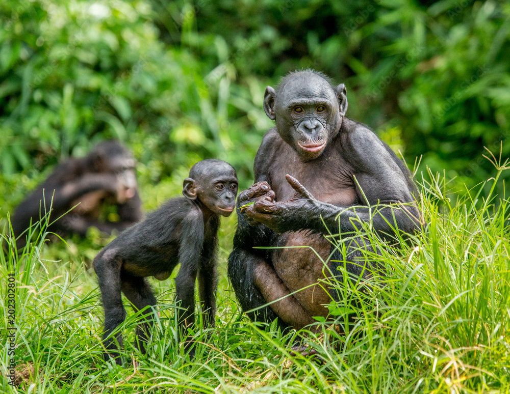 Fototapeta premium Matka bonobo z dzieckiem na tle lasu tropikalnego. Demokratyczna Republika Konga. Afryka.