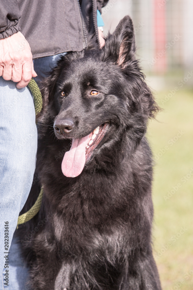 portrait of a german sheepherd dog outdoors on a field of obedience in belgium portrait of a german sheepherd dog outdoors on a field of obedience in belgium
